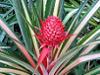 Ananas comosus - Copacelul de ananas