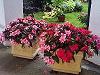 Impatiens