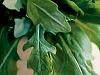 Rucola