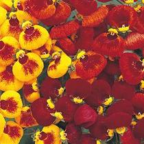 Calceolaria, condurul colorat
