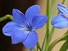 Atentie la plantele toxice