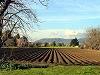 Terenurile agricole mai ieftine decat in Occident