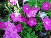 Petunia