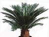 Cycas revoluta