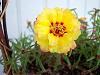 Floarea-de-piatra (Portulaca)