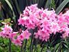 Nerine