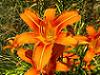 Frumoasa zilei - Hemerocallis