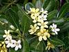 Pittosporum