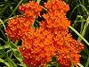 Iarba fluturilor - Asclepias tuberosa