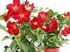 Trandafirul desertului - Adenium Obesum