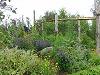 Agricultura clasica versus agricultura ecologica