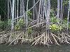 Padure de mangrove