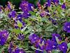 Tibouchina
