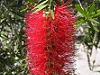 Callistemon