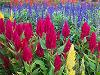 Celosia