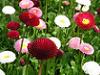 Banutii colorati sau paralutele (Bellis perennis) Banutii colorati sau paralutele Bellis perennis - plante perene