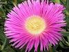 Carpobrotus edulis - Floarea de gheata