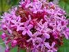 Clerodendronul, planta aducatoare de noroc