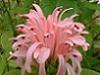 Frumoasa braziliana - Jacobinia Carnea