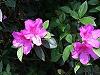 Azalea indica