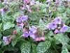 Pulmonaria, Salvia Betleemului