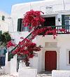 Bougainvillea, floarea de hartie