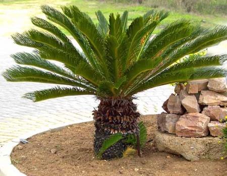 PALMIERI. CYCAS,PHOENIX, ARECA, KENTIA