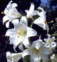 Crinul de gradina - Lilium candidum