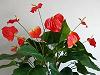 Anthurium