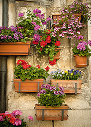 Flori in glastre