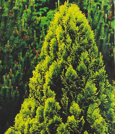 Chiparosul de California (Chamaecyparis Lawsoniana)