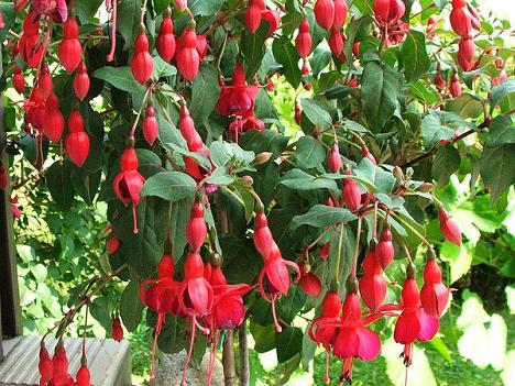 Fuchsia Hybrida - Cercelusi