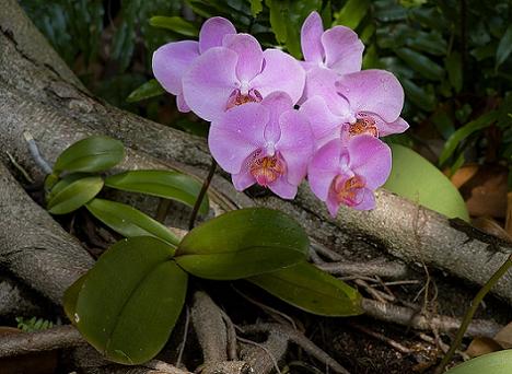 Orhideea Fluture / Phalaenopsis
