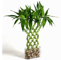 Plante carora le merge bine si neglijate