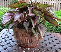 Begonia