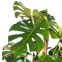 Plante carora le merge bine si neglijate