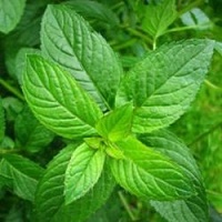 Menta