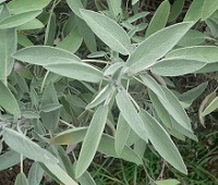 Salvia