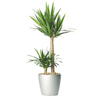 Yucca
