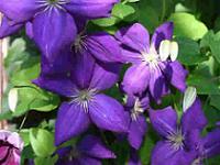 Plantele toamna
