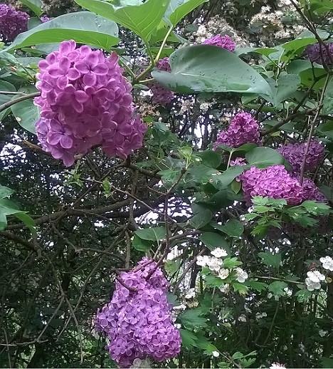 Liliac in gradina