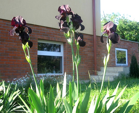 iris negru-indigo