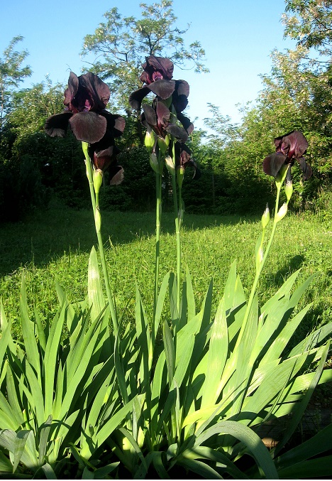 Iris germanica