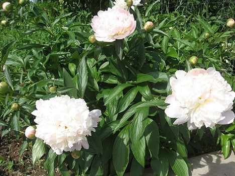 Paeonia lactiflora