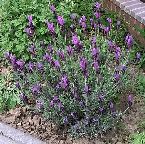 Tufa lavanda solitara