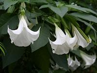 Ciumafaia - datura suaveolens