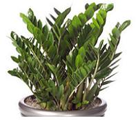 Zamioculcas