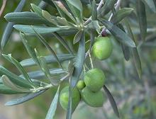 Maslinul (Olea europaea)