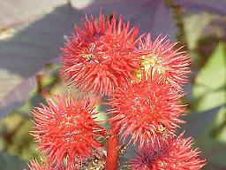 Ricinul - Ricinus communis, i se mai spune si Palma lui Hristos