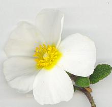 Cistus, un copac cu flori
